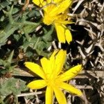Launaea cervicornis 花