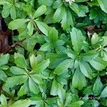 Pachysandra terminalis Листок