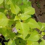 Impatiens flaccida Leaf