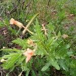 Oenothera laciniata Virág