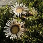 Carlina acaulis Blodyn