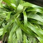 Billbergia nutans 葉