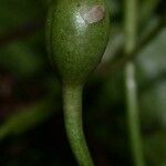 Manettia longipedicellata Fruit