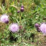 Cirsium arvenseКвітка