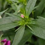 Dianthus barbatus Övriga