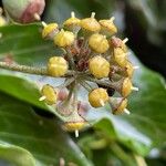 Hedera hibernica Fruitua