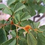 Handroanthus chrysotrichus Fruit