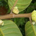Perebea guianensis Hoja