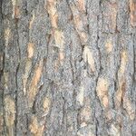 Pinus sabiniana 树皮