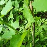 Populus grandidentata Lubje