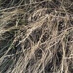 Brachypodium phoenicoides Blomst