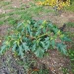 Datura innoxia Leaf