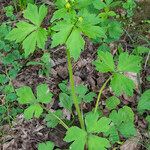 Ranunculus recurvatus Leaf