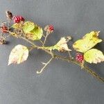 Rubus bracteatus Květ