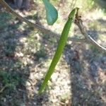 Tabebuia heterophylla Fruit