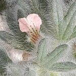 Ajuga austroiranica 花