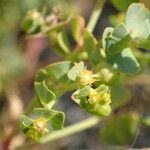 Euphorbia herniariifolia Blodyn