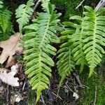 Polypodium vulgare葉