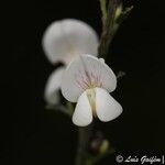 Cytisus multiflorus 花