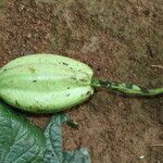 Rothmannia hispida Fruto