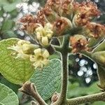 Cordia monoica Blüte