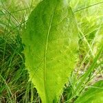 Crepis paludosa Leaf