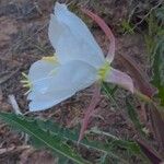 Oenothera pallida Blomst