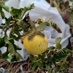 Solanum linnaeanum ഫലം