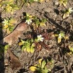 Cerastium semidecandrum Kwiat