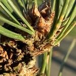 Pinus nigra その他の提案