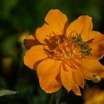 Trollius chinensis പുഷ്പം