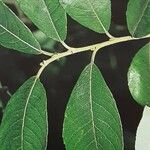Salix × reichardtii Листок