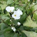 Sagittaria graminea Flower