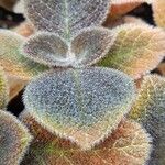 Episcia cupreata ᱥᱟᱠᱟᱢ