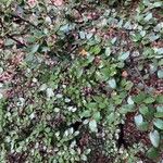 Nothofagus solandri Folha