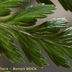 Culcita macrocarpa 葉