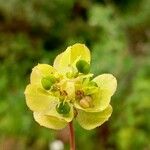 Euphorbia helioscopia Bloem