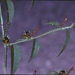 Microstachys corniculata Λουλούδι
