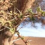 Acacia tortilis Leaf