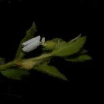 Hybanthus calceolaria ফল