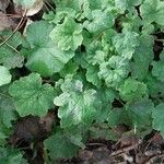 Tellima grandiflora Levél