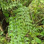 Asplenium aethiopicum Folha