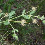 Kallstroemia grandiflora Хабит