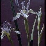 Iris missouriensis 花