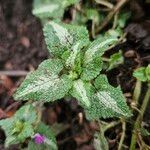 Lamium maculatum Φύλλο