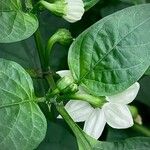 Capsicum annuum 花