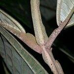 Miconia pterocaulon 樹皮