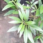 Ayapana triplinervis Leaf