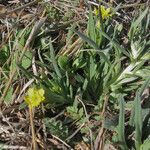 Lithospermum incisum Habitus