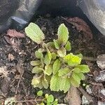 Salvia sclarea Leaf